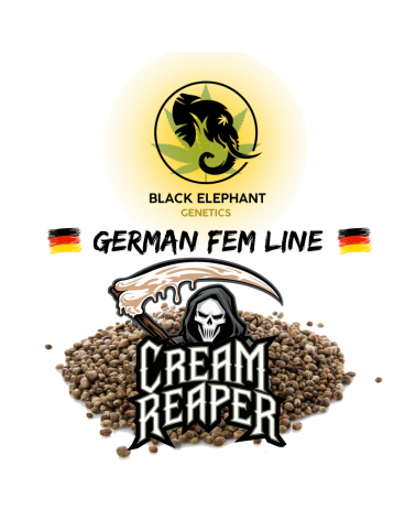 Cream Reaper (German Fem Line) - Black Elephant Genetics