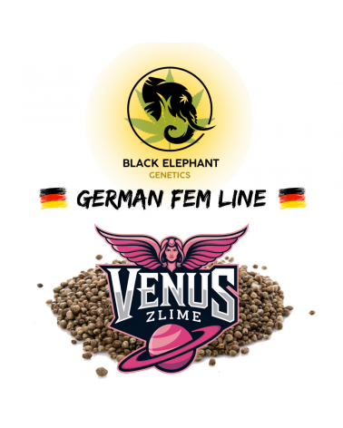 Venus Zlime (German Fem Line) - Black Elephant Genetics