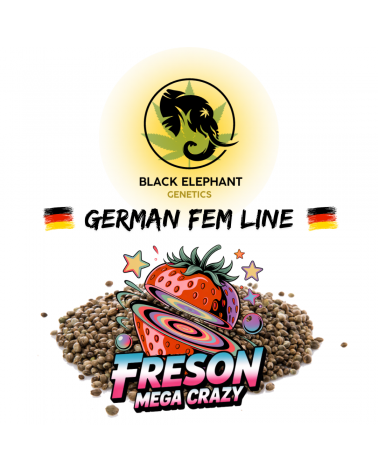 Strawberry Mega Crazy (German Fem Line) - Black Elephant Genetics