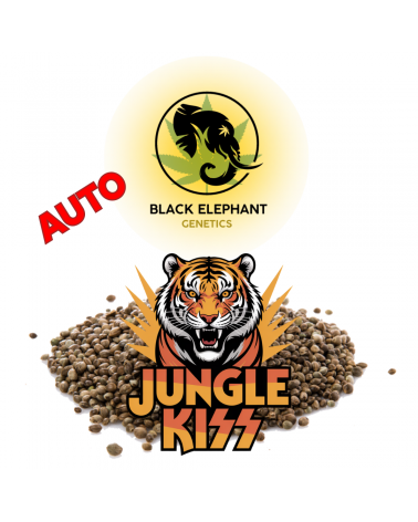 Jungle Kiss (Auto) - Black Elephant Genetics