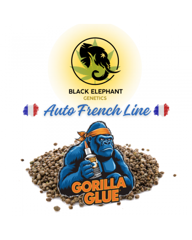 Gorilla Glue (Auto French Lines) - Black Elephant Genetics