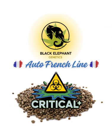 Critical+ Auto French Lines - Black Elephant Genetics