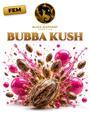 Bubba Kush Femminizzata - Black Elephant Genetics