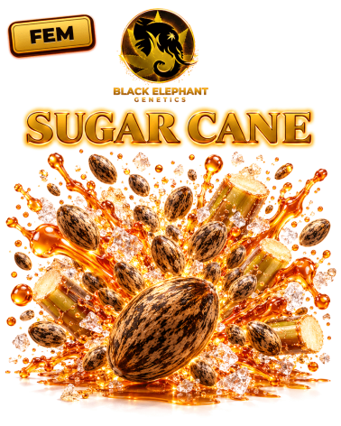 Sugar Cane Feminized - Black Elephant Genetics