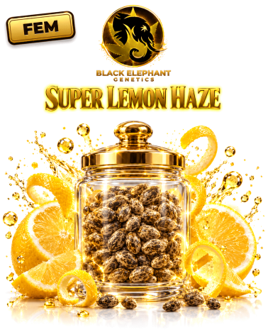 Super Lemon Haze Feminisiert - Black Elephant Genetics