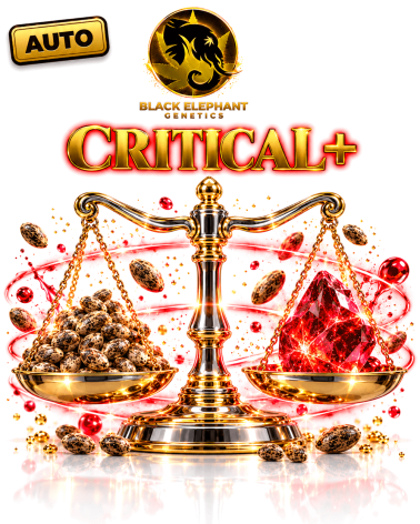 Critical+ Autoflowering - Black Elephant Genetics