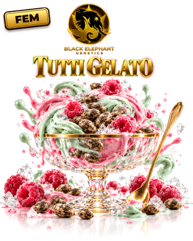 Tutti Gelato Feminizada - Black Elephant Genetics