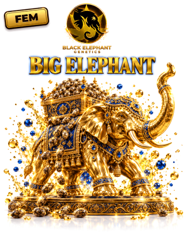 Big Elephant Femminizzata - Black Elephant Genetics
