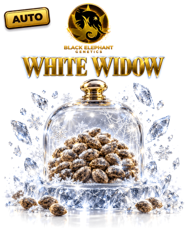 White Widow Autofloreciente - Black Elephant Genetics