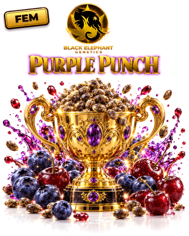 Purple Punch Feminisiert - Black Elephant Genetics