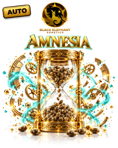 Amnesia Autofiorente - Black Elephant Genetics
