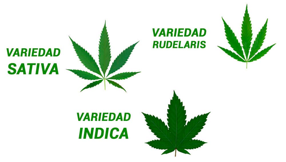 Usual carga orientación Tipos, usos y utilidades de la hoja de marihuana