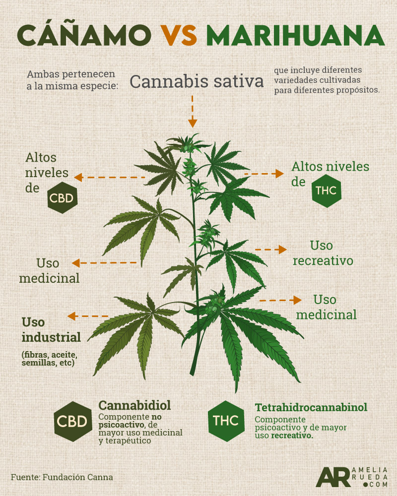 Cómo distinguir entre cannabis, cáñamo y marihuana? - Blog de Madame Grow