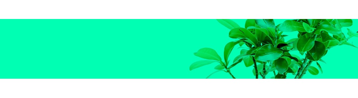 Kit Engrais Organique Madame Grow - PK Organic, Bazooka Bloom, Jamaican Bloom | Nutrition Plantes Thérapeutiques, Floraison, Engraissement
